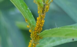 Cluster of aphids feeding on the stem of a swamp milkweed plant.