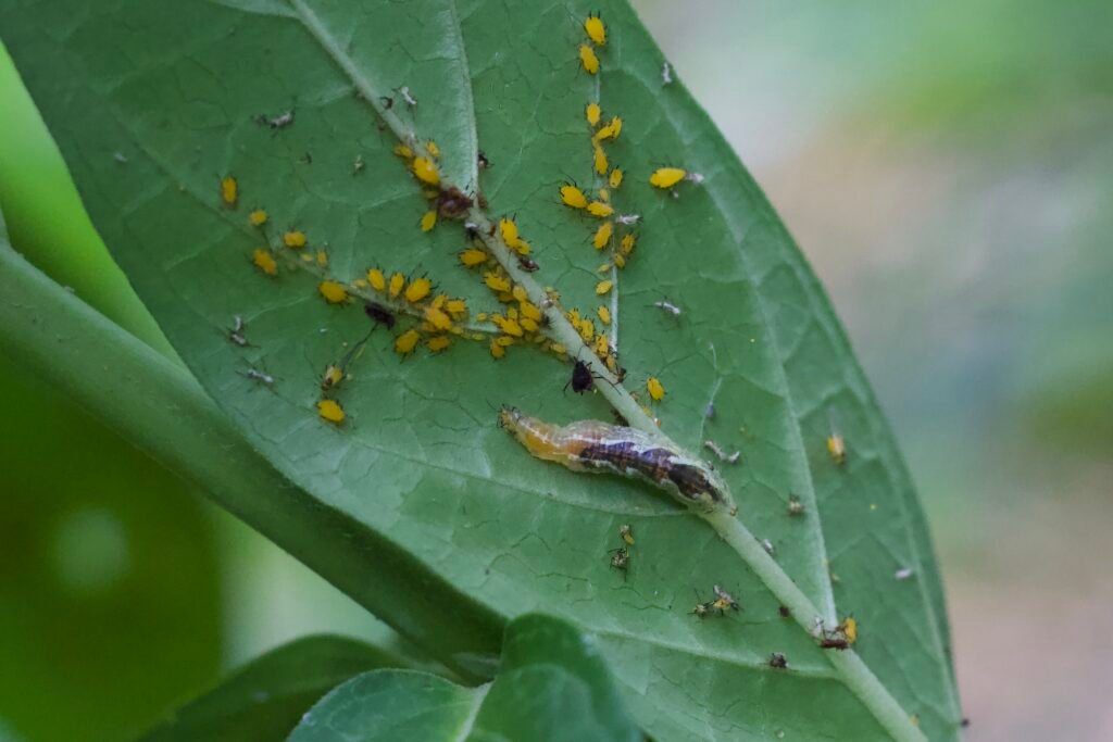 Short-tailed aphid eater larva feeding on aphids beneath a leaf.