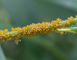 Close-up of a dense aphid colony clustered on a plant stem.