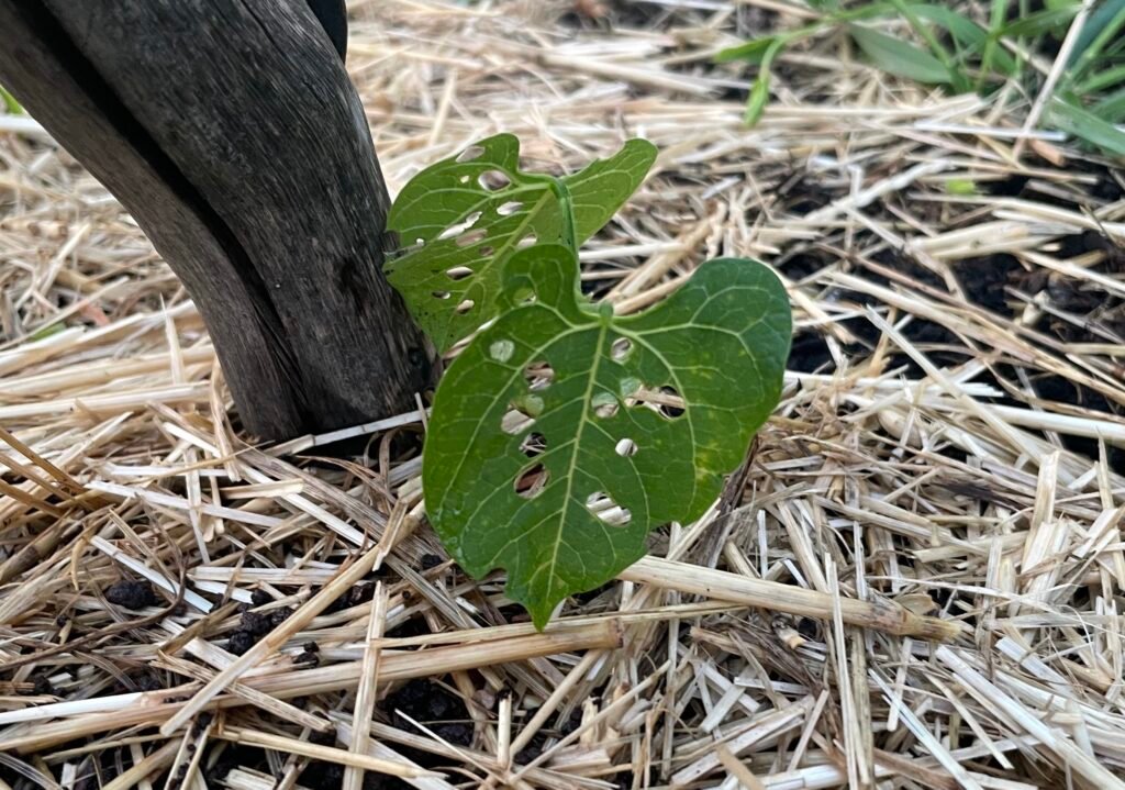 Young green bean plant with two leaves showing heavy feeding damage from beetles.
