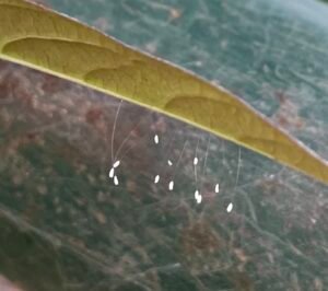 Lacewing eggs attached to thin stalks on a swamp milkweed leaf.