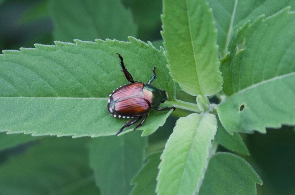 Japanese beetle with metallic body and white hair tufts feeding on a leaf.