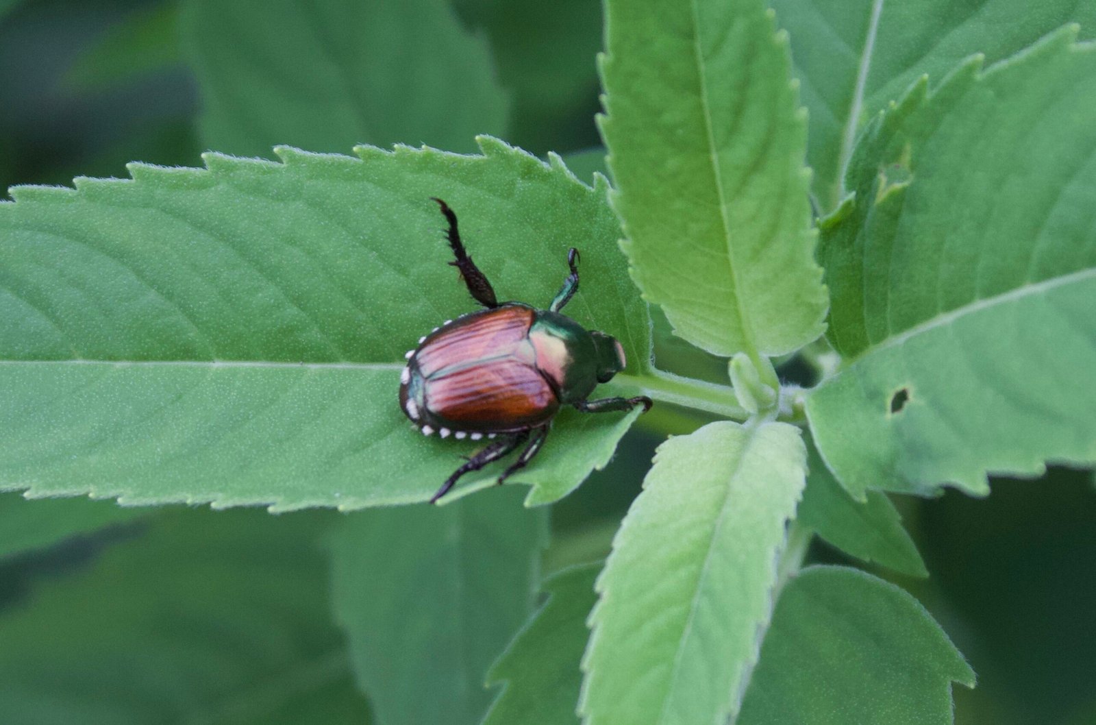 Japanese beetle with metallic body and white hair tufts feeding on a leaf.