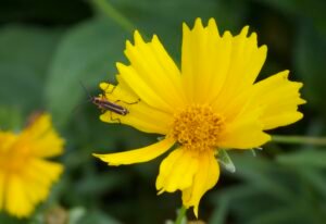 Margined leatherwing beetle on lanceleaf coreopsis flower collecting nectar.