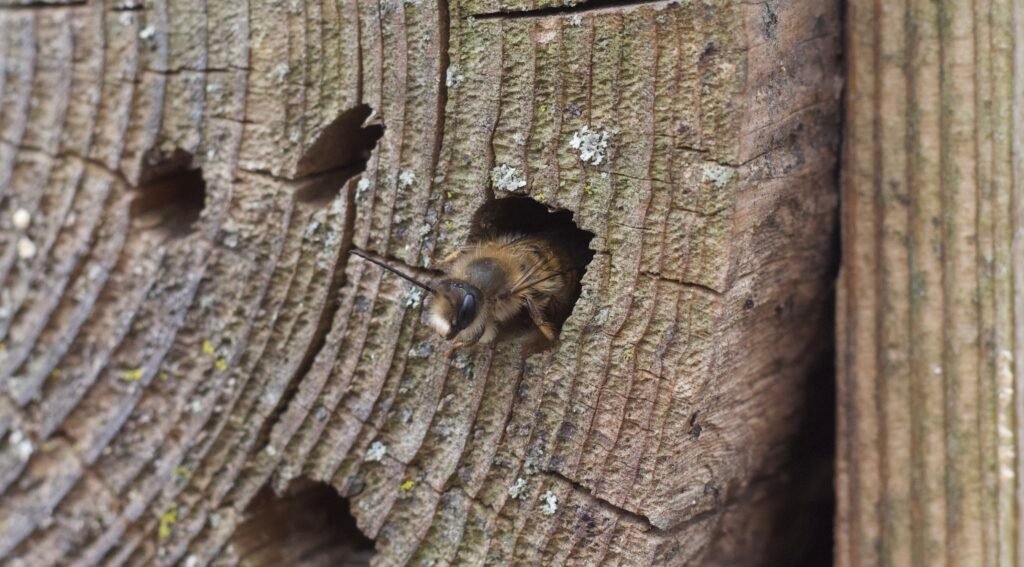 Mason bee halfway emerging from a cavity nest hole in wood, showing head and thorax partially outside.