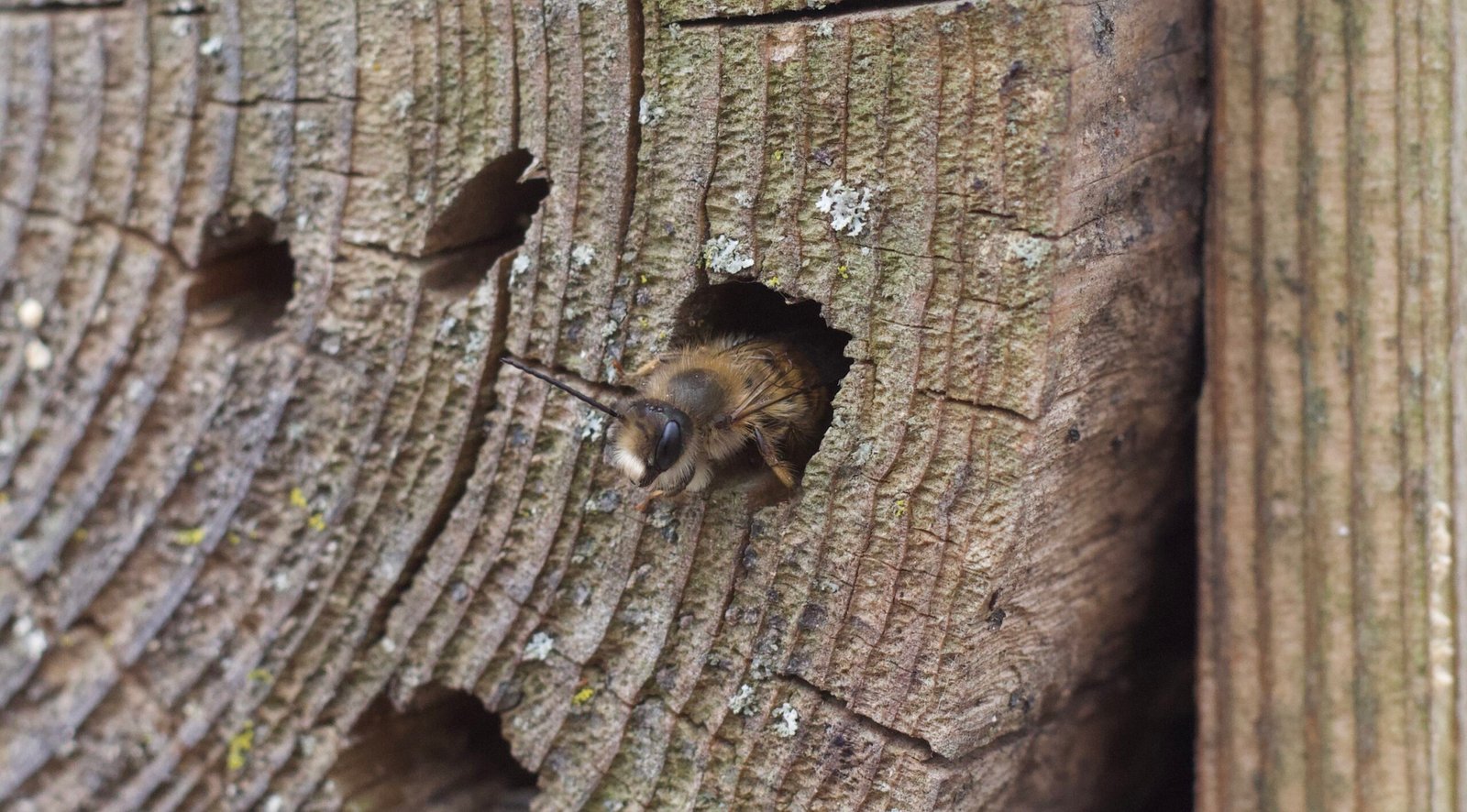 Mason bee halfway emerging from a cavity nest hole in wood, showing head and thorax partially outside.
