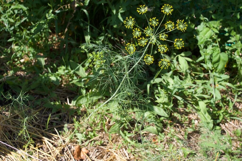 Green airy like foliage of the dill plant, with yellow cluster umbel of flowers.