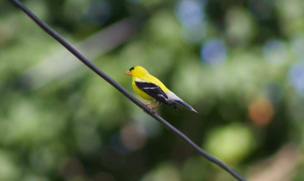 american goldfinch on wire Male American goldfinch in bright yellow breeding plumage perched on a wire.