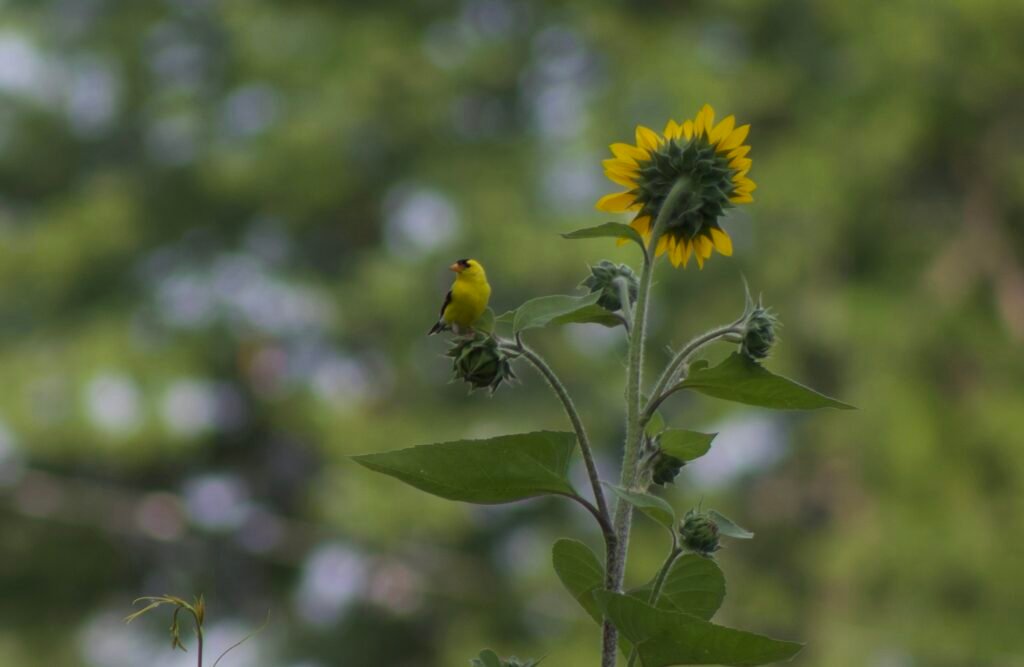 american goldfinch on sunflower Male American goldfinch in bright breeding plumage perched on a sunflower.