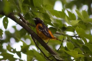 Baltimore oriole searching tree branches for insects during spring migration in Northwest Ohio.