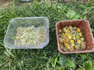Harvested chamomile and calendula flowers drying in containers indoors.