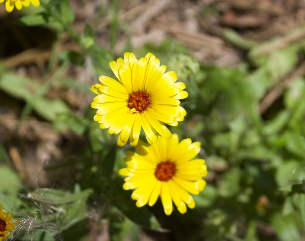 Bright yellow calendula flowers blooming in a garden.
