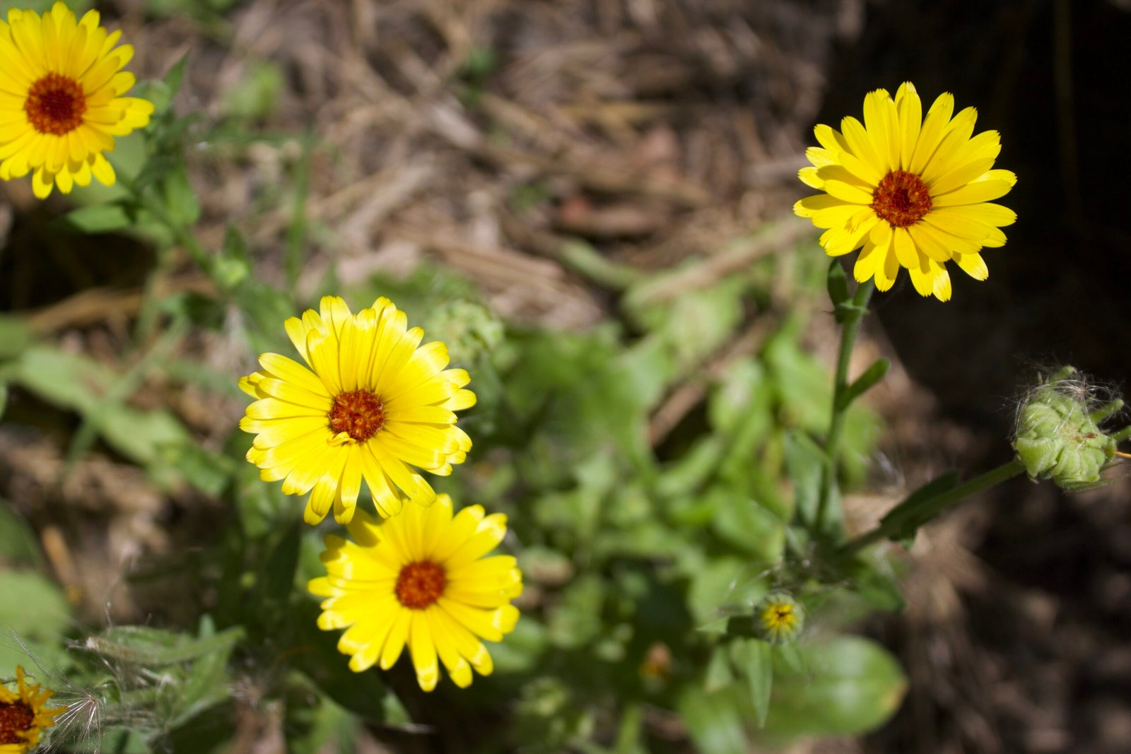 Bright yellow calendula flowers blooming in a garden.