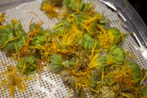Close-up of calendula flowers spread across a dehydrator tray before drying.