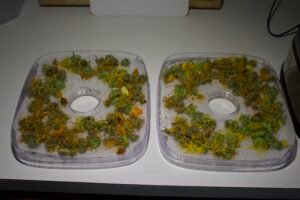 Calendula flowers spread across two dehydrator trays before dehydration.