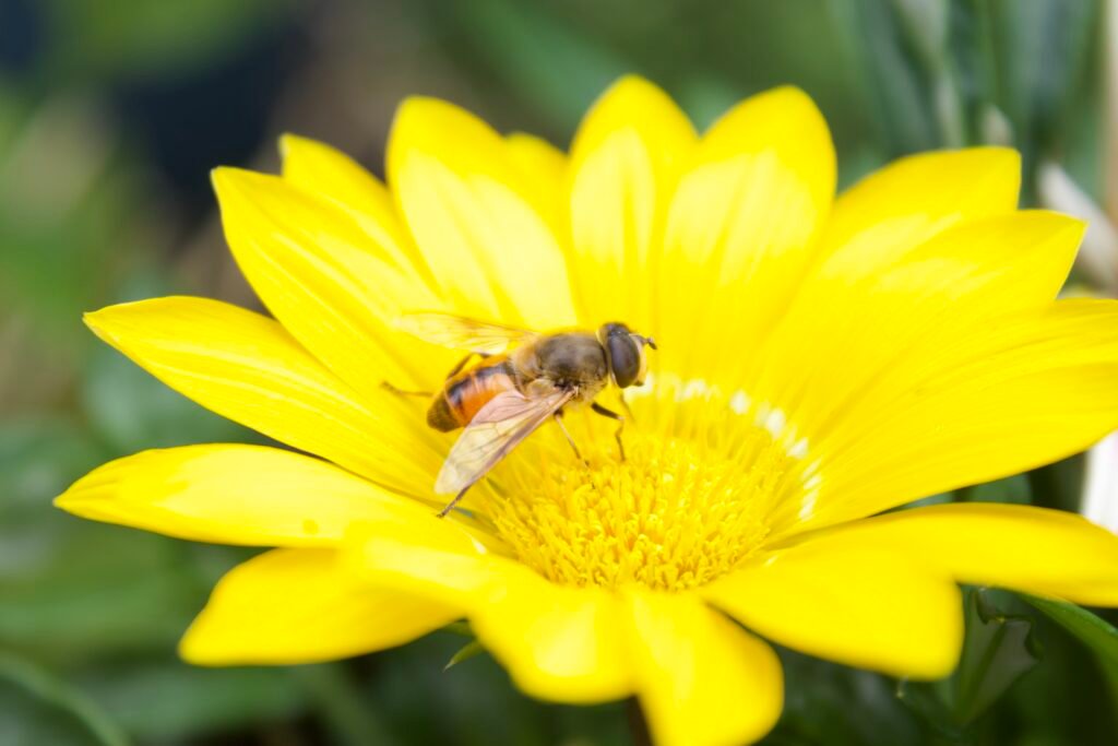 Common drone fly collecting nectar from a yellow gazania flower.
