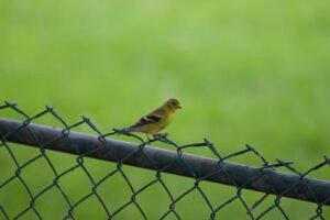 Female American goldfinch perched on a fence during the breeding season.