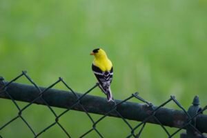 Male American goldfinch in bright yellow breeding plumage perched on a fence.