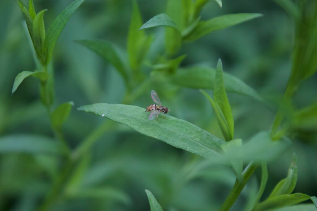 Margined calligrapher hoverfly resting on vegetation showing striped body pattern.