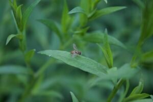 Margined calligrapher hoverfly resting on vegetation showing striped body pattern.