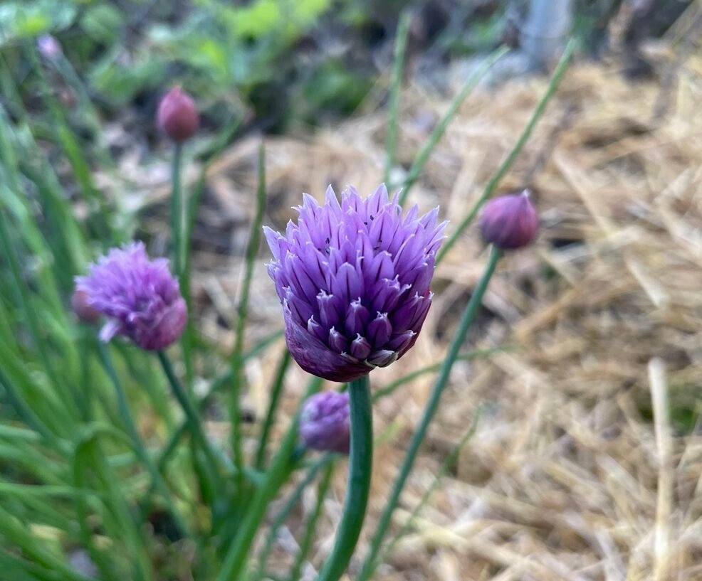 Purple flower head of a chive plant in an herb garden.