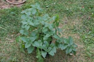 Lemon balm plant growing in a garden bed with bright green aromatic leaves.