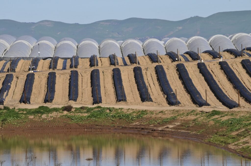 A monoculture farm with rows of the same crop.