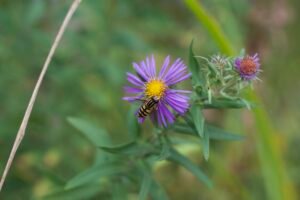 Narrow-headed marsh fly visiting a New England aster flower.