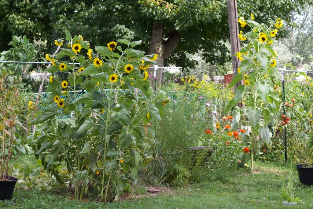 A garden in August, with sunflowers, orange zinnias and pink cosmos in bloom