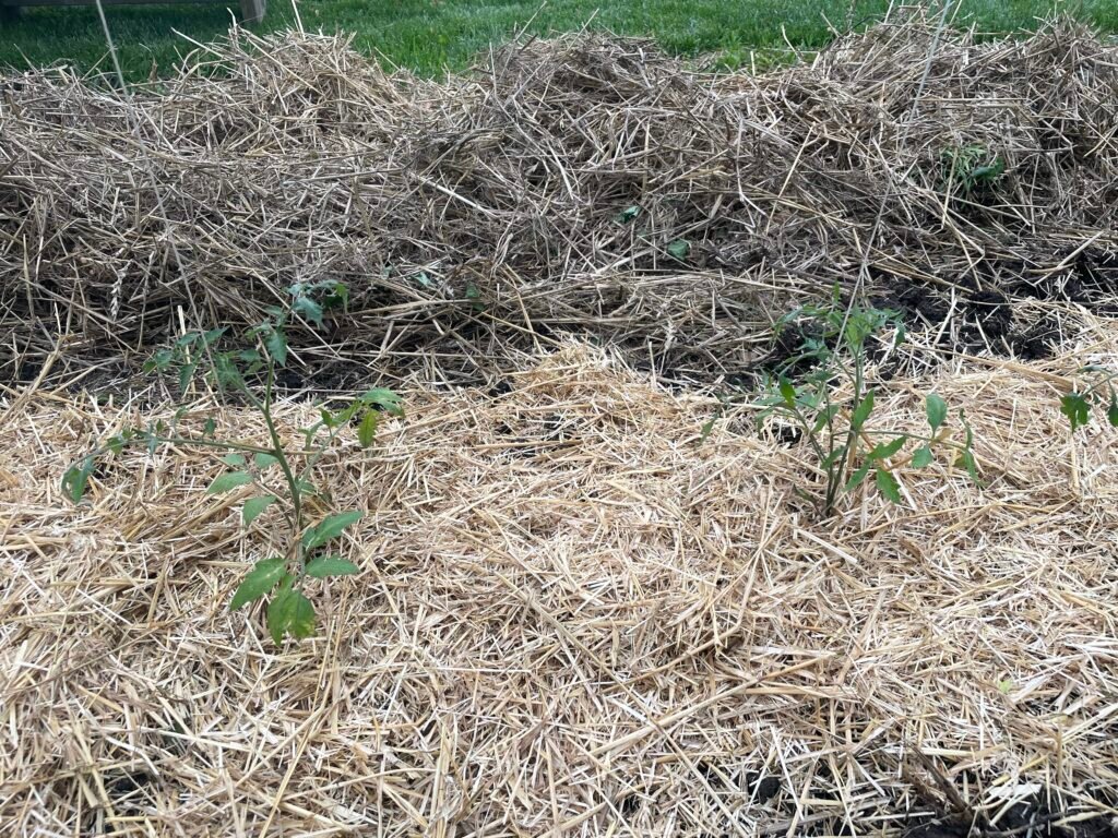 Tomato plants mulched with straw.