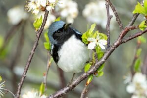 Black-throated blue warbler hunting insects among tree branches during migration.