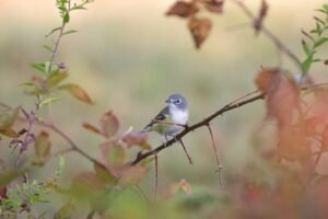 Blue-headed vireo perched on a thorny branch during spring migration.