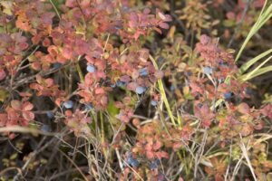 Blueberry bush providing flowers, shelter, and food for wildlife in a backyard habitat.