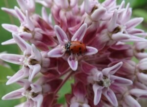 Convergent lady beetle on a common milkweed leaf showing black spots and orange wing covers.