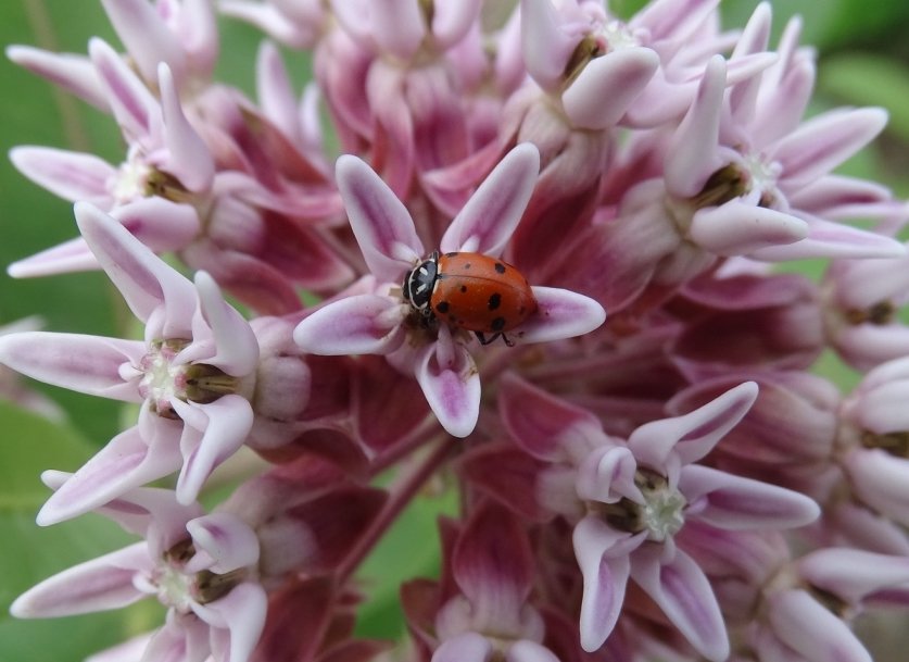 Convergent lady beetle on a common milkweed leaf showing black spots and orange wing covers.