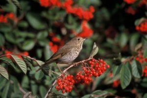 Hermit thrush perched on a branch near berries in woodland habitat.