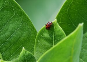 Pink lady beetle resting on a green leaf showing pale pink coloration and black spots.