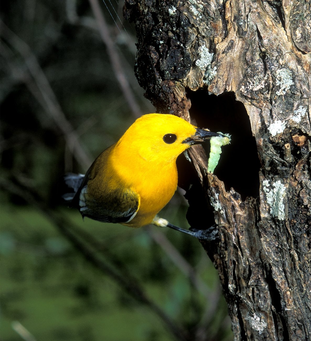 Prothonotary warbler carrying a caterpillar to feed young birds during nesting season.