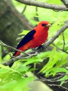 Scarlet tanager perched on a tree branch during spring migration.