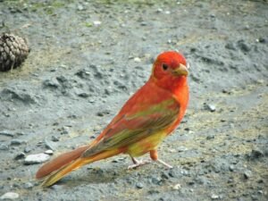 Summer tanager standing on the ground searching for insects in spring habitat.