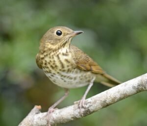 Swainson’s thrush resting quietly on a tree branch during migration.