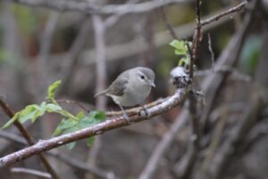 Warbling vireo perched on an early spring tree branch in Northwest Ohio.