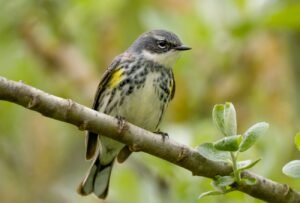 Yellow-rumped warbler resting on a tree branch during spring migration.