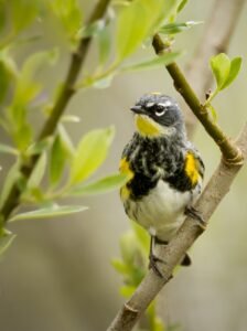 Brightly colored yellow-rumped warbler perched on a branch during spring migration.