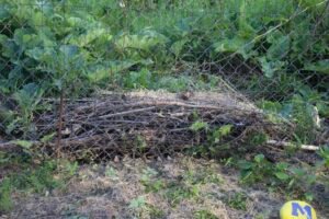 Small brush pile constructed along a backyard fence line for wildlife habitat.