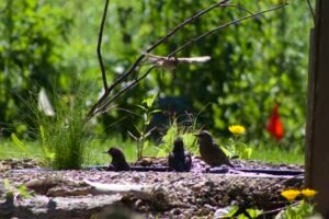 Group of birds gathered around a small backyard pond drinking and bathing.