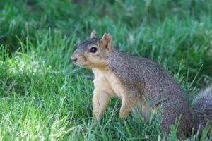 Fox squirrel standing alert in a grassy area.