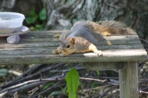 Fox squirrel lying on a wooden bench.