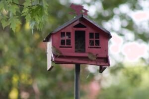 Adult house wrens perched near a bird feeder nest box while monitoring their nest.