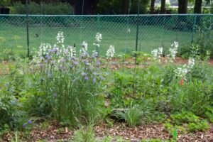 Penstemon digitalis, golden alexander, and Ohio spiderwort blooming in a native garden.
